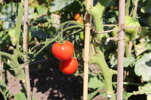 Two cherry tomatoes growing