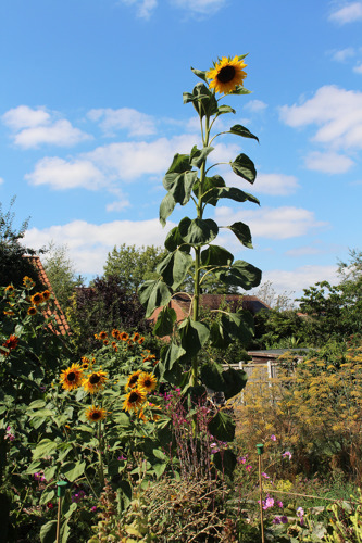 A tall sunflower at Cropwell Community Garden